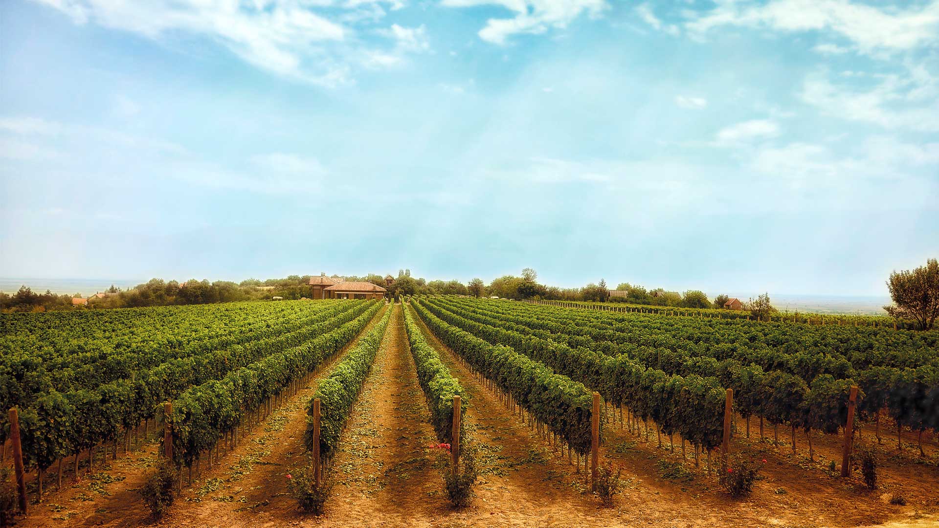 vinograd Šapat