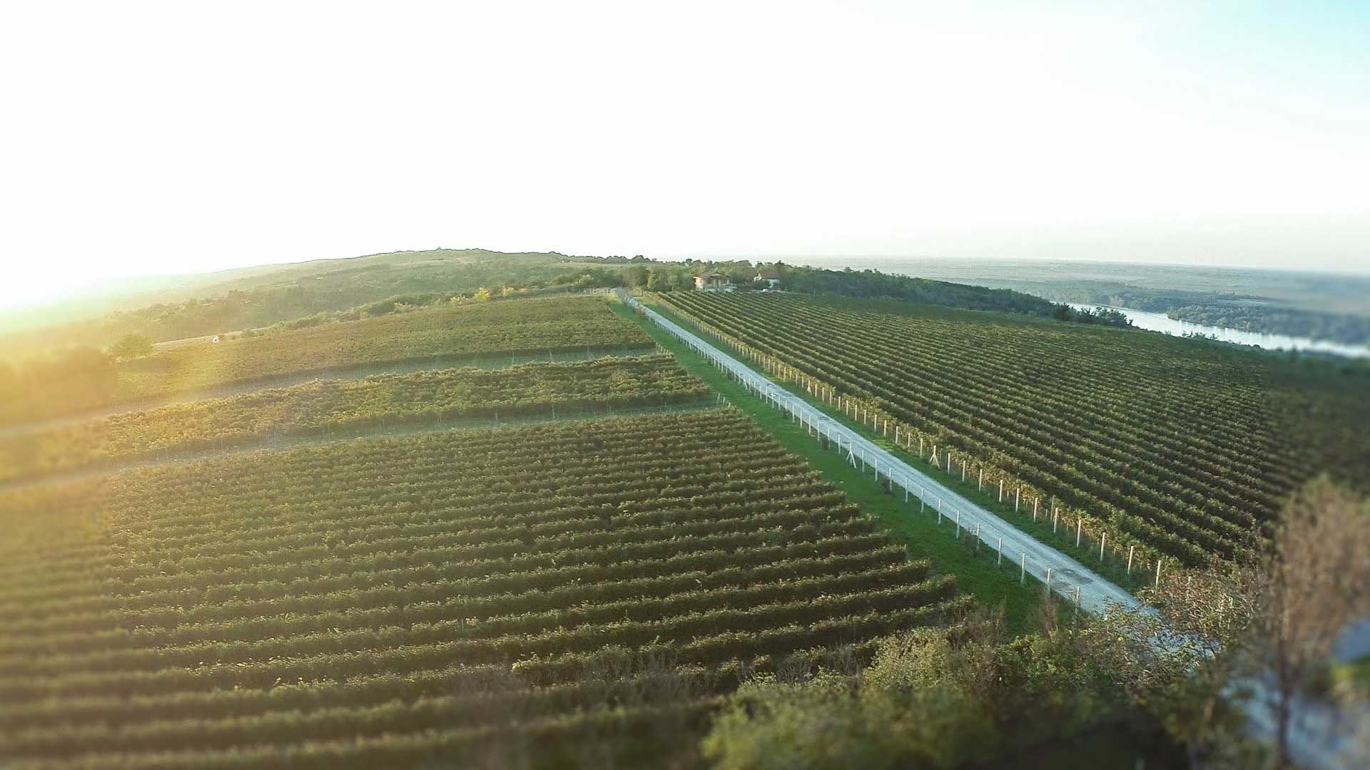 Vinograd šapat dron