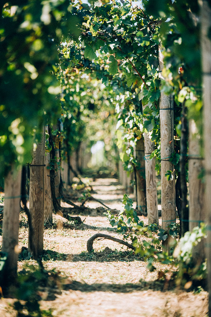 Vinograd Sapat